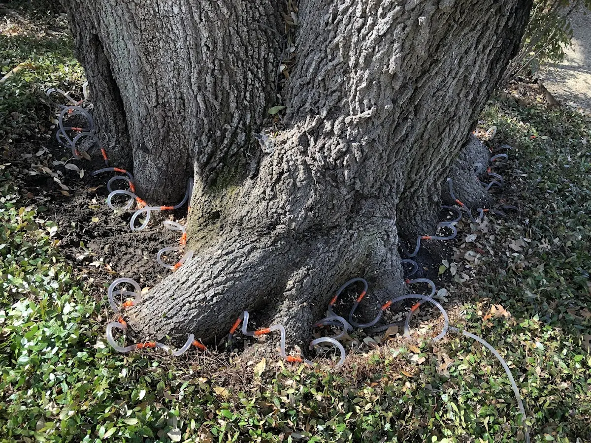 Detailed Tree Cabling and Bracing job site in Ripley