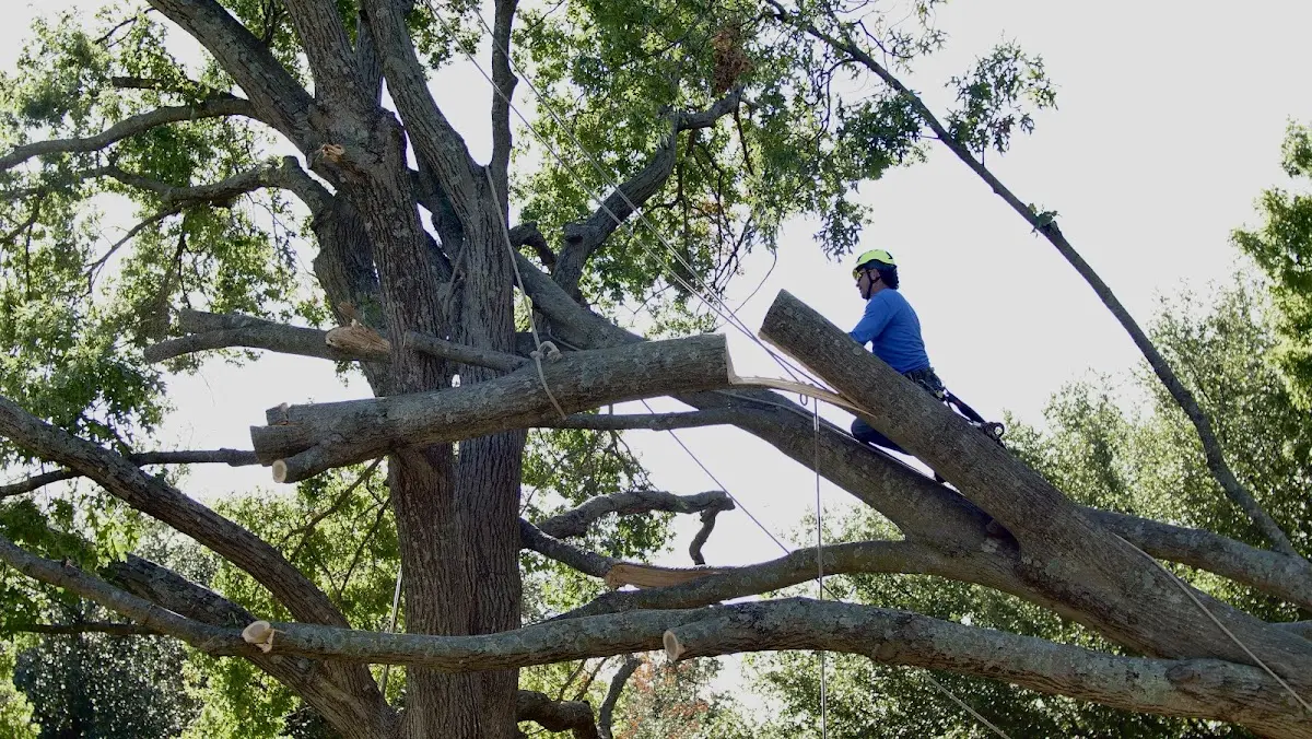 Professional Hazardous Tree Removal performed by certified arborists in Ripley