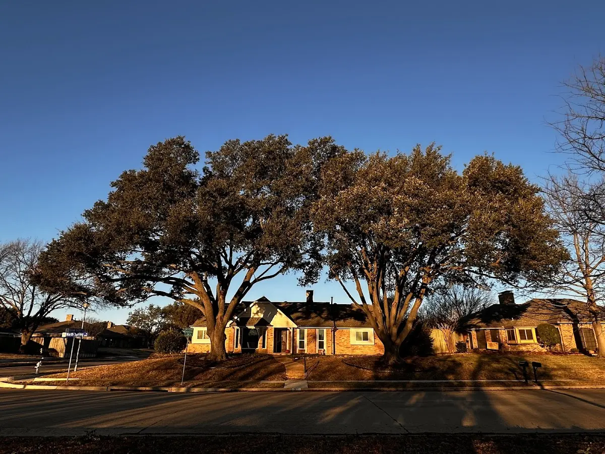 Established residential canopy tree shading a home in Ripley